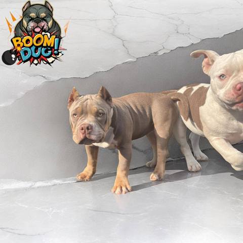 American bully, ženski štenci