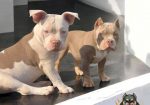 American bully, ženski štenci