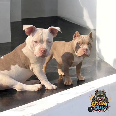 American bully, ženski štenci