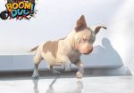 American bully, ženski štenci