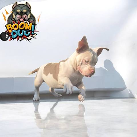American bully, ženski štenci