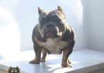 American bully, ženski štenci