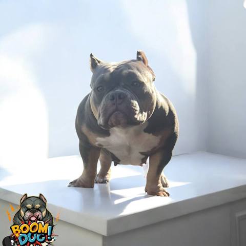 American bully, ženski štenci