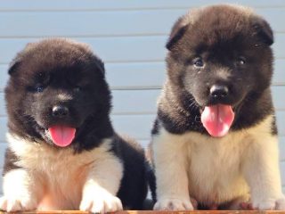 americka-akita-01m