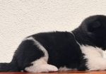 Američka Akita TOP štenci