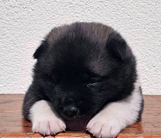 Američka Akita TOP štenci