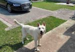 Beli švajcarski ovčar, štenci vrhunskog porekla