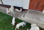 Beli švajcarski ovčar, štenci vrhunskog porekla