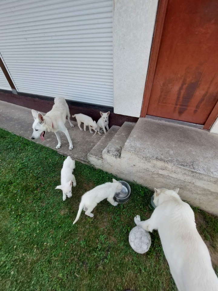 Beli švajcarski ovčar, štenci vrhunskog porekla