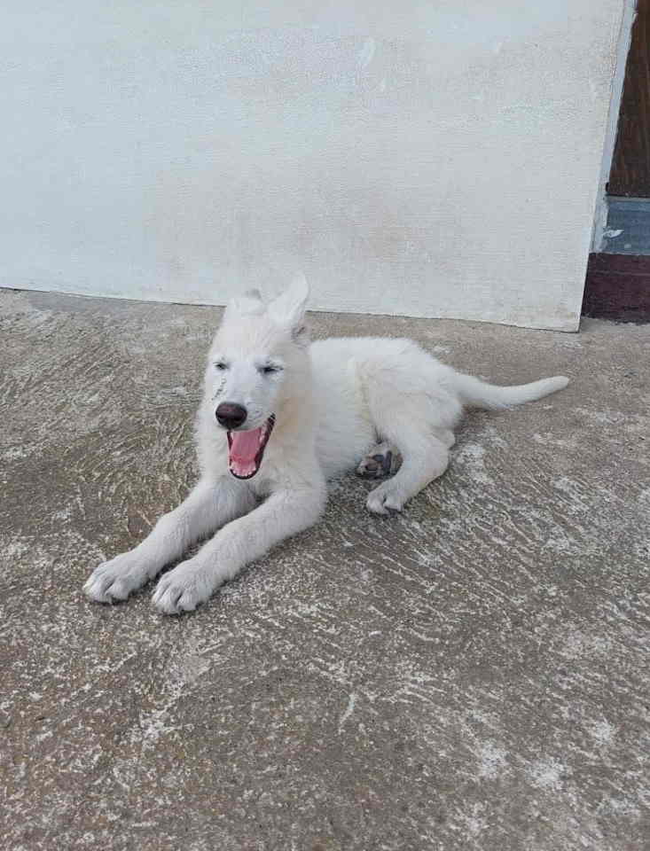 Beli švajcarski ovčar, štenci vrhunskog porekla