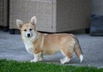 Velski korgi/Welsh Corgi Pembroke