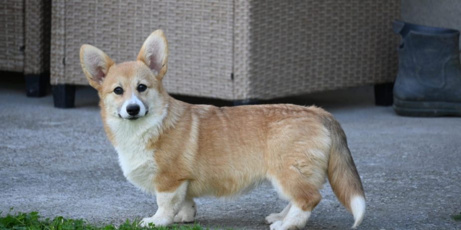 Velski korgi/Welsh Corgi Pembroke