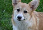 Velski korgi/Welsh Corgi Pembroke