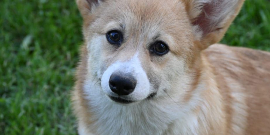 Velski korgi/Welsh Corgi Pembroke