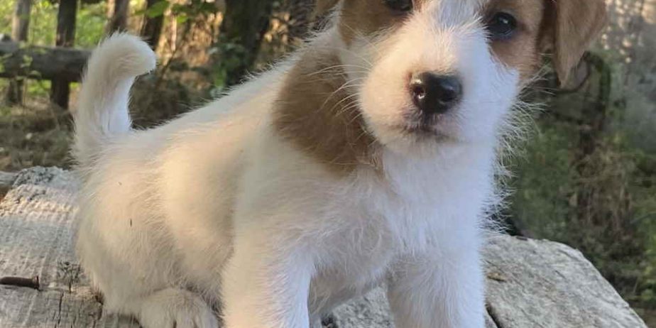 Dostupni oštrodlaki štenci dzek rasel terijera