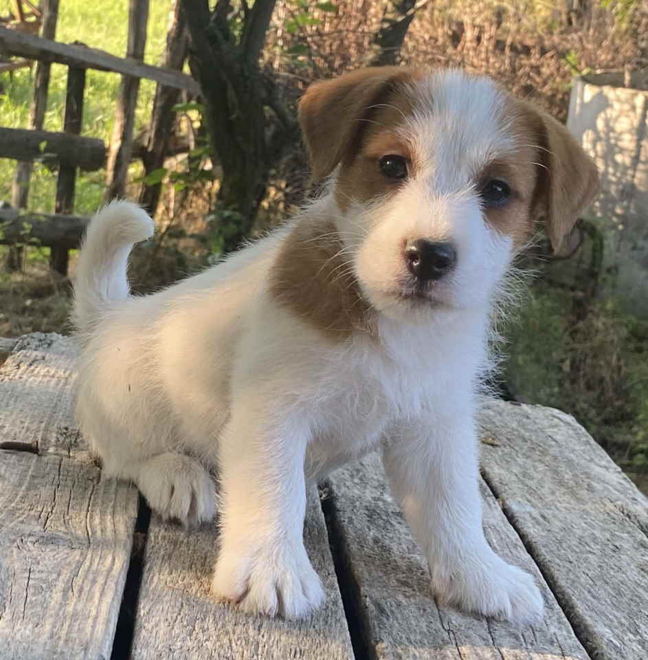 Dostupni oštrodlaki štenci dzek rasel terijera