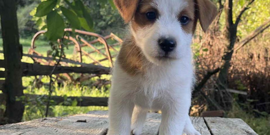 Dostupni oštrodlaki štenci dzek rasel terijera