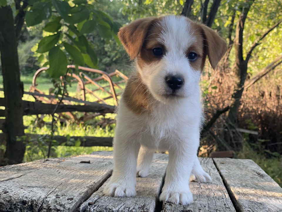 Dostupni oštrodlaki štenci dzek rasel terijera