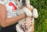 Engleski buldog, muško štene