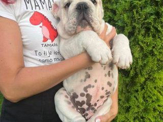 engleski-buldog-01