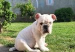Engleski buldog, muško štene