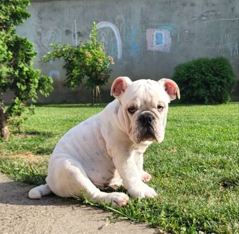 Engleski buldog, muško štene