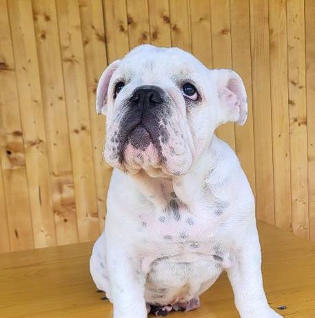 Engleski buldog, muško štene