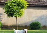 Engleski buldog, muško štene