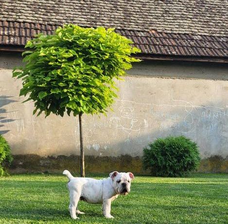Engleski buldog, muško štene