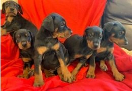 Kc Reg Doberman štenci na prodaju
