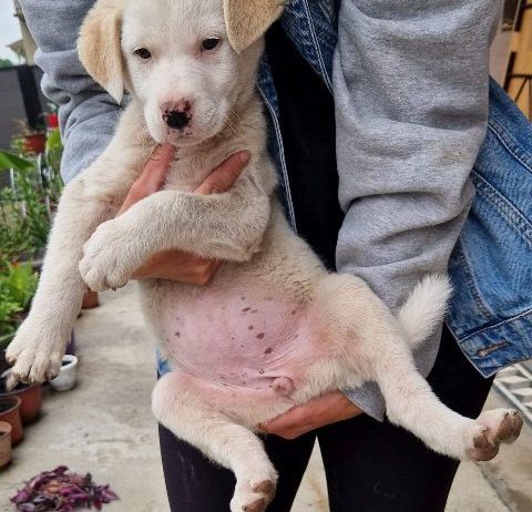 Mešanac labradora, žensko štene na poklon