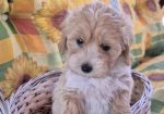Dostupni za preuzimanje MALTIPOO