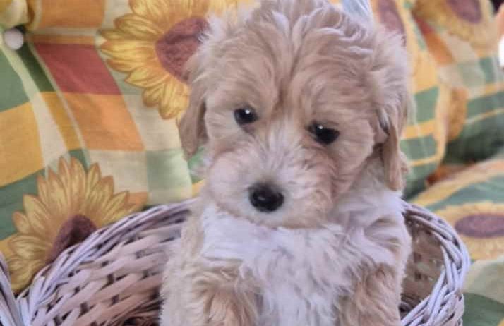 Dostupni za preuzimanje MALTIPOO
