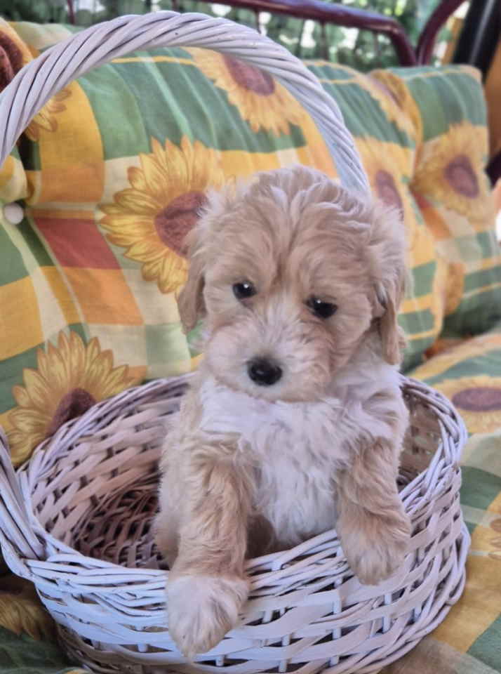 Dostupni za preuzimanje MALTIPOO