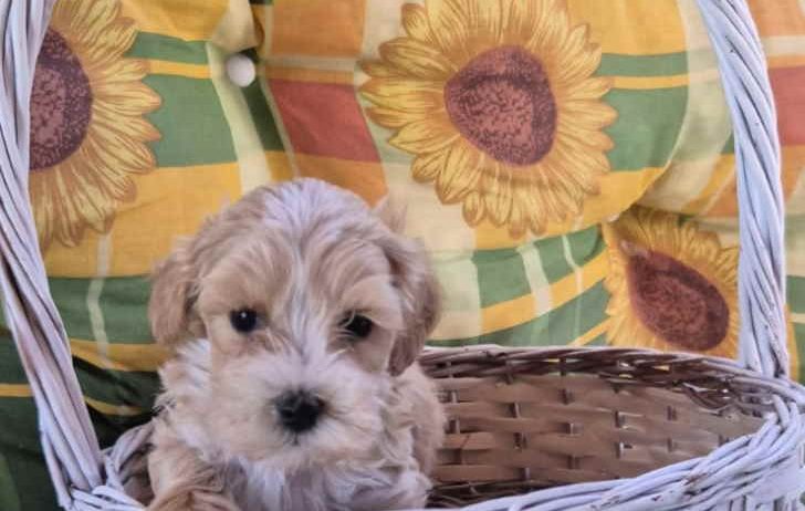 Dostupni za preuzimanje MALTIPOO