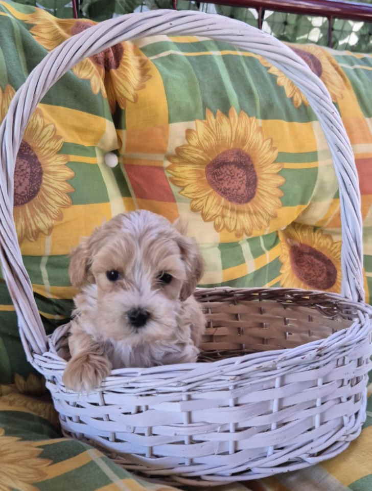 Dostupni za preuzimanje MALTIPOO