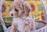 Dostupni za preuzimanje MALTIPOO