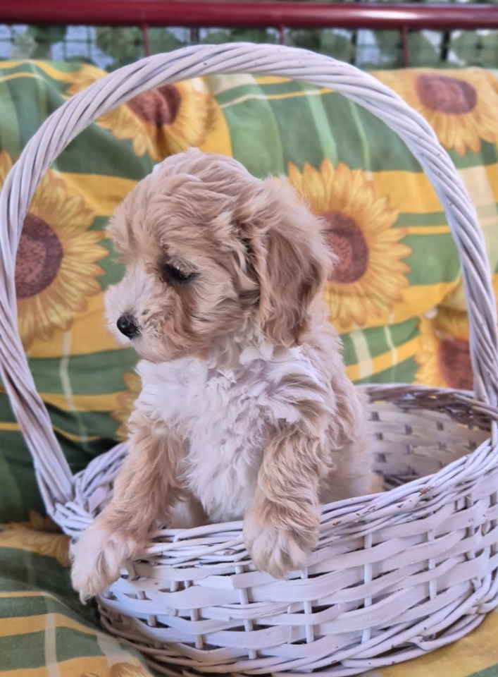 Dostupni za preuzimanje MALTIPOO