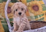 Dostupni za preuzimanje MALTIPOO