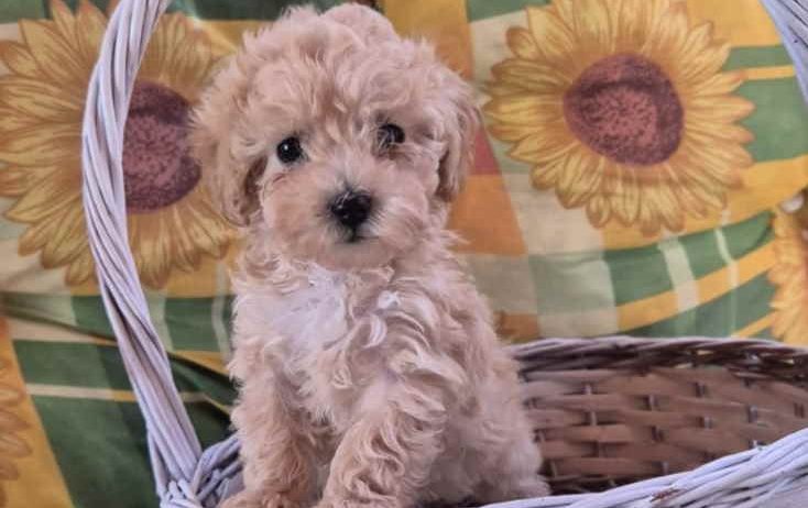 Dostupni za preuzimanje MALTIPOO