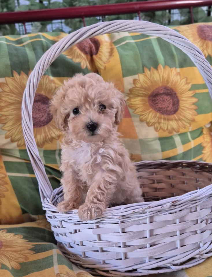 Dostupni za preuzimanje MALTIPOO