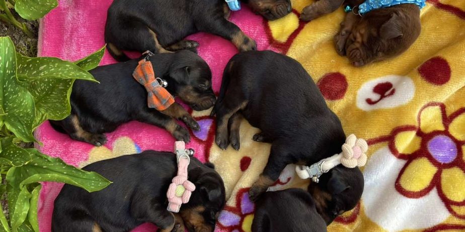 Doberman prelepi stenci