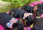 Doberman prelepi stenci