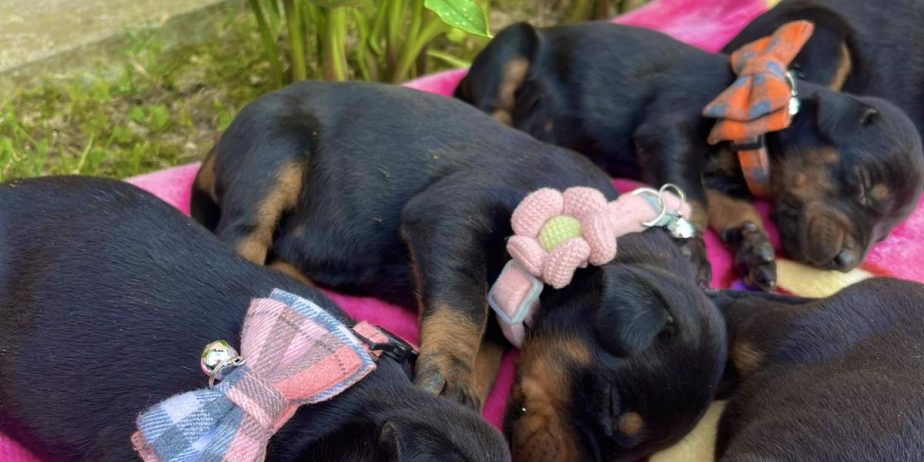 Doberman prelepi stenci