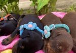 Doberman prelepi stenci