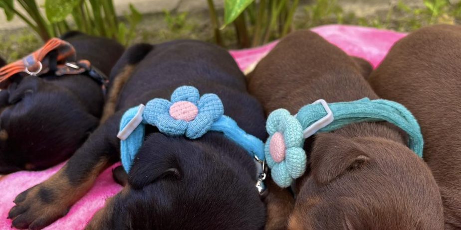 Doberman prelepi stenci