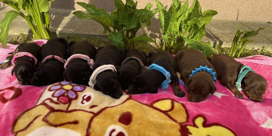 Doberman prelepi stenci