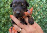 Doberman prelepi stenci