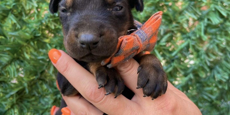 Doberman prelepi stenci