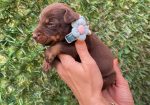Doberman prelepi stenci